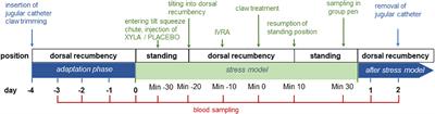 Effect of a targeted pain management protocol for the treatment of dermatitis interdigitalis contagiosa in Merino meat sheep in a tilt squeeze chute